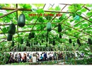 Tp. Hồ Chí Minh: Lưới làm giàn nông nghiệp, giàn bầu bí RSCL1647438