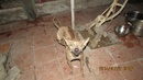 Tp. Hà Nội: Trại chó phú quốc thuần chủng tại hà nội RSCL1003013