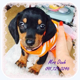 Bé DACHSHUND (Lạp xưởng) đen vàng 4 mắt sinh tại nhà