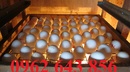 Tp. Hà Nội: Cơ sở bán máy ấp trứng giá cầm mini, công nghiệp hiệu quả giá rẻ CL1612957