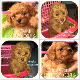 Bán chó POODLE VÀNG MƠ sinh tại nhà, đã tiêm phòng