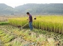 Tp. Hà Nội: Máy cắt lúa cầm tay Honda GX 35 giá rẻ, bảo hành chu đáo nhất CL1624179