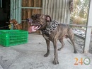 Tp. Hồ Chí Minh: Phối Giống Chó Phú Quốc, Chó Pitbull Và Chó Hmông RSCL1003013