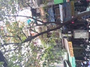 Tp. Hà Nội: Bán nhà mặt phố số 32 Hàng Bồ mặt tiền 4,33m tiện kinh doanh CL1626802