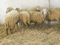 [1] Cung cấp Cừu giống Australia Trung lương Tiền giang.