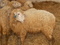 [2] Cung cấp Cừu giống Australia Trung lương Tiền giang.