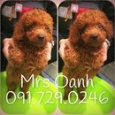 Tp. Hà Nội: [HN] Bán chó POODLE TINY mặt gấu bông siêu kute (ảnh thật) CL1689320P2