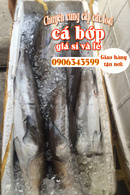 Tp. Hồ Chí Minh: Cá bớp tươi ngon, mới nhập hàng CL1653005P10