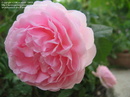 Tp. Hồ Chí Minh: * Hơn 200 loài hoa hồng leo đẹp nhất nước Anh RSCL1655316