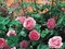 [1] * Hơn 200 loài hoa hồng leo đẹp nhất nước Anh