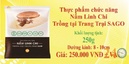 Tp. Hồ Chí Minh: Thực phẩm chức năng nấm linh chi sạch SAGO CL1655482P2