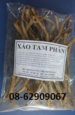 BÁN cây Xáo Tam Phẩn-Giúp hỗ trợ phòng, chữa ung thư tốt