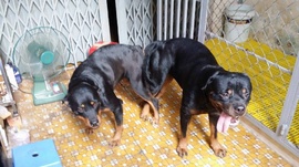 Bán rottweiler con đẹp chuẩn