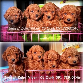 HN- Bán chó POODLE thuần chủng, siêu đáng yêu (ảnh thật)