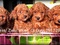 [2] HN- Bán chó POODLE thuần chủng, siêu đáng yêu (ảnh thật)