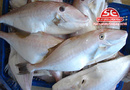 Tp. Hồ Chí Minh: Bán cá bò da tươi sạch giá sỉ và lẻ CL1676461P10
