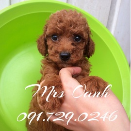 HN- Bán chó POODLE thuần chủng, sinh tại nhà (ảnh thật)