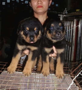 đàn rottweiler đẻ 22/ 4