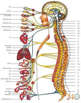 Trung Tâm Trị Liệu Thần Kinh Cột Sống Cơ Xương Khớp Uy Tín