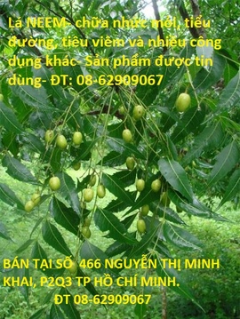 Bán Trà Lá NEEM, Ấn độ- Dùng Chữa tiểu đường, nhức mỏi và tiêu viêm tốt- giá rẻ