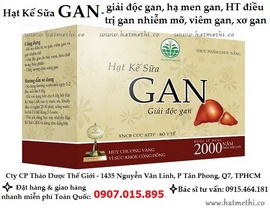 Hạt Kế Sữa trị gan nhiễm mỡ, viêm gan hiệu quả