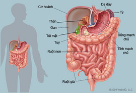 Những mẹo hay chữa đau dạ dày tại nhà