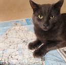 Mèo tìm được về nhà trên quãng đường dài 450km RSN16063