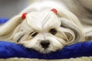 Chiêm ngưỡng những chú chó nuôi đẹp nhất nước Mỹ NEWS4799