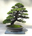 Tạo hình và chăm sóc bonsai RSN10637