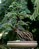 Tạo rễ cho bonsai và cây kiểng NEWS3590