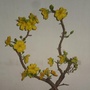 [14] Hoa mai. Ảnh bonsaithuduc
