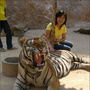 [3] Đền Hổ Thái Lan - điểm du lịch thú vị