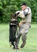 Trung tâm huấn luyện chó chống khủng bố ở Mỹ NEWS1395