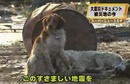 Cảm động chuyện một chú chó ở Nhật không bỏ bạn trong hoạn nạn NEWS4799