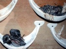 Nuôi chim yến trong nhà: Nghề “độc” ở Ninh Thuận RSN2762