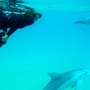 [2] Lặn biển đùa với cá heo - Ảnh: Mzung