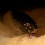 [3] Xem rùa đẻ trứng - Ảnh: Mzung