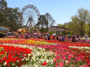 Lễ hội hoa Floriade ở Australia RSN6774