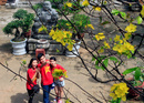 Mai nở sớm vàng sân chùa sau bão Haiyan NEWS17811