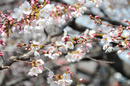 Hoa anh đào rực rỡ trên khắp Nhật Bản RSN12592