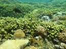 Về đảo tôm hùm Bình Ba lặn biển ngắm san hô RSN14857