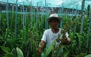 Lão nông Khmer bắt đất phèn “yêu” hoa lan NEWS22521