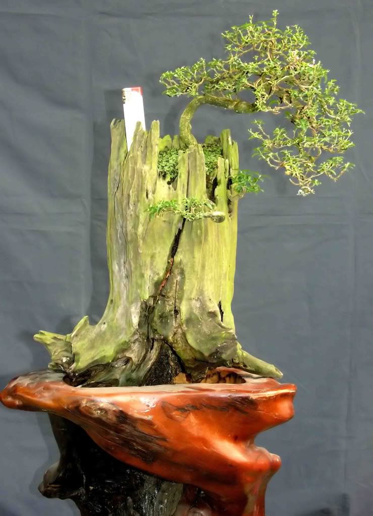 Kỹ thuật làm chi ra nhiều xương (chi thứ cấp) cho bonsai