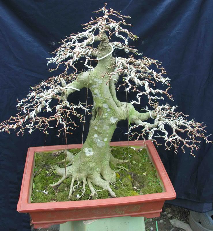 Kỹ thuật làm chi ra nhiều xương (chi thứ cấp) cho bonsai