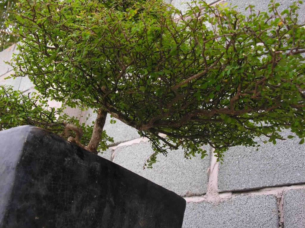 Kỹ thuật làm chi ra nhiều xương (chi thứ cấp) cho bonsai