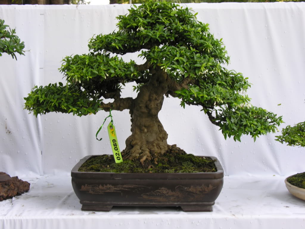 Kỹ thuật làm chi ra nhiều xương (chi thứ cấp) cho bonsai