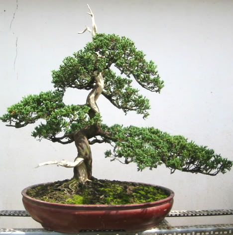 Kỹ thuật làm chi ra nhiều xương (chi thứ cấp) cho bonsai