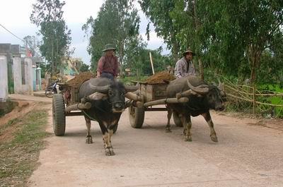 Chăm mai sau Tết ở Bình Định