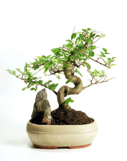 Nguồn gốc Bonsai