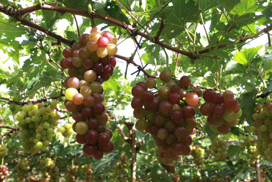 Ngắm những trái nho chín mọng ở Phan Rang